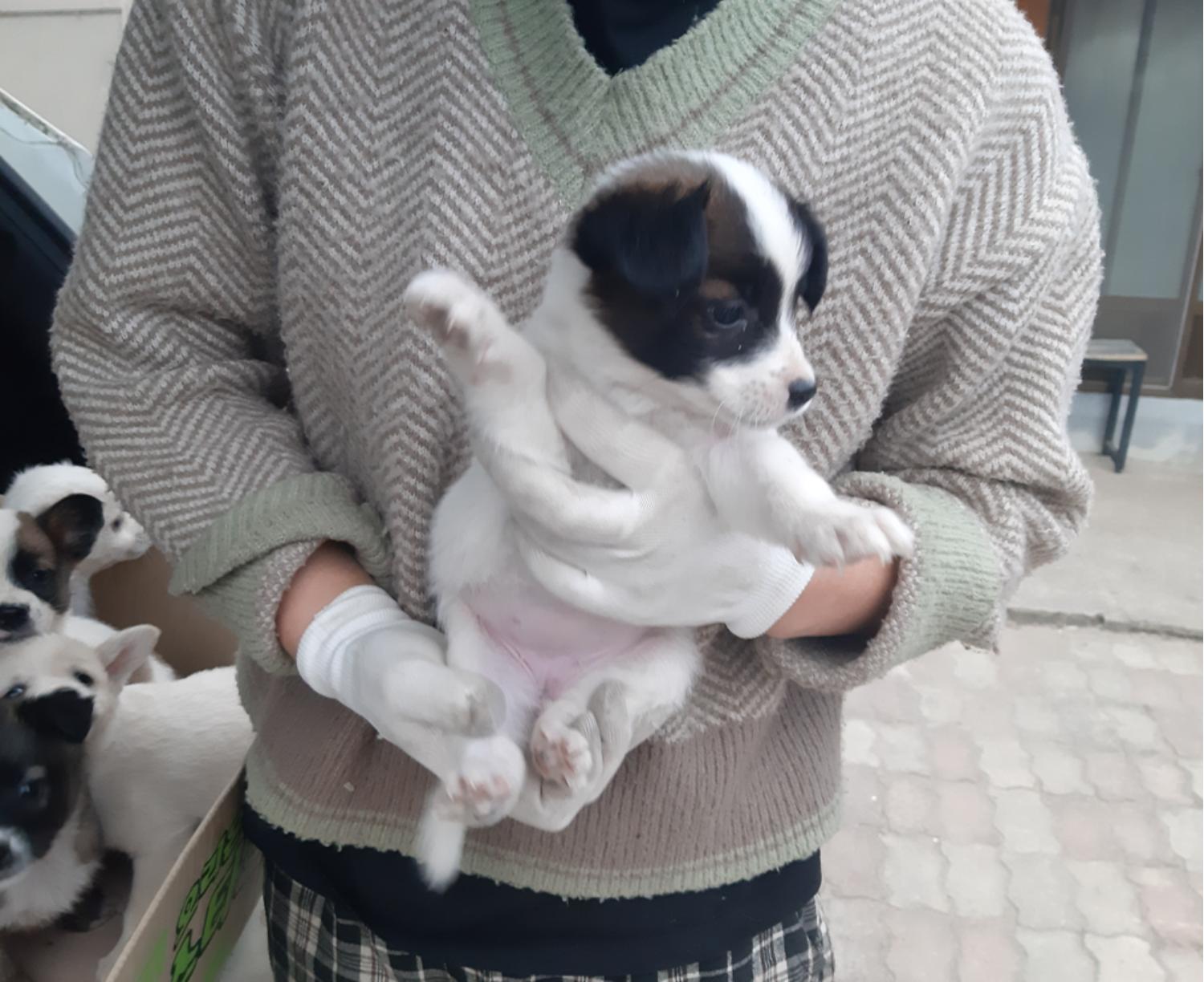 하나동물병원_445470202400070