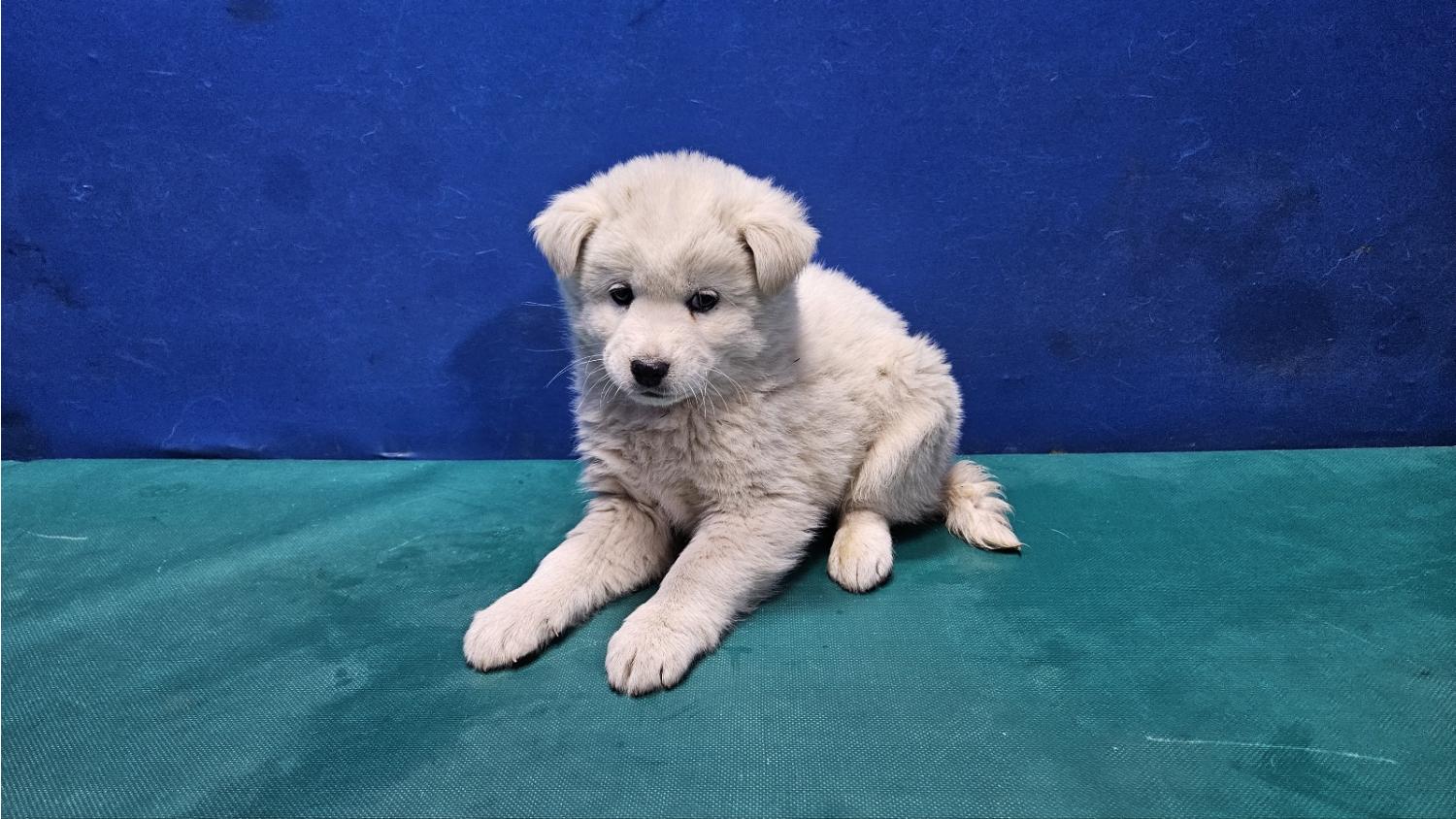 경산시유기동물보호소_447513202400061