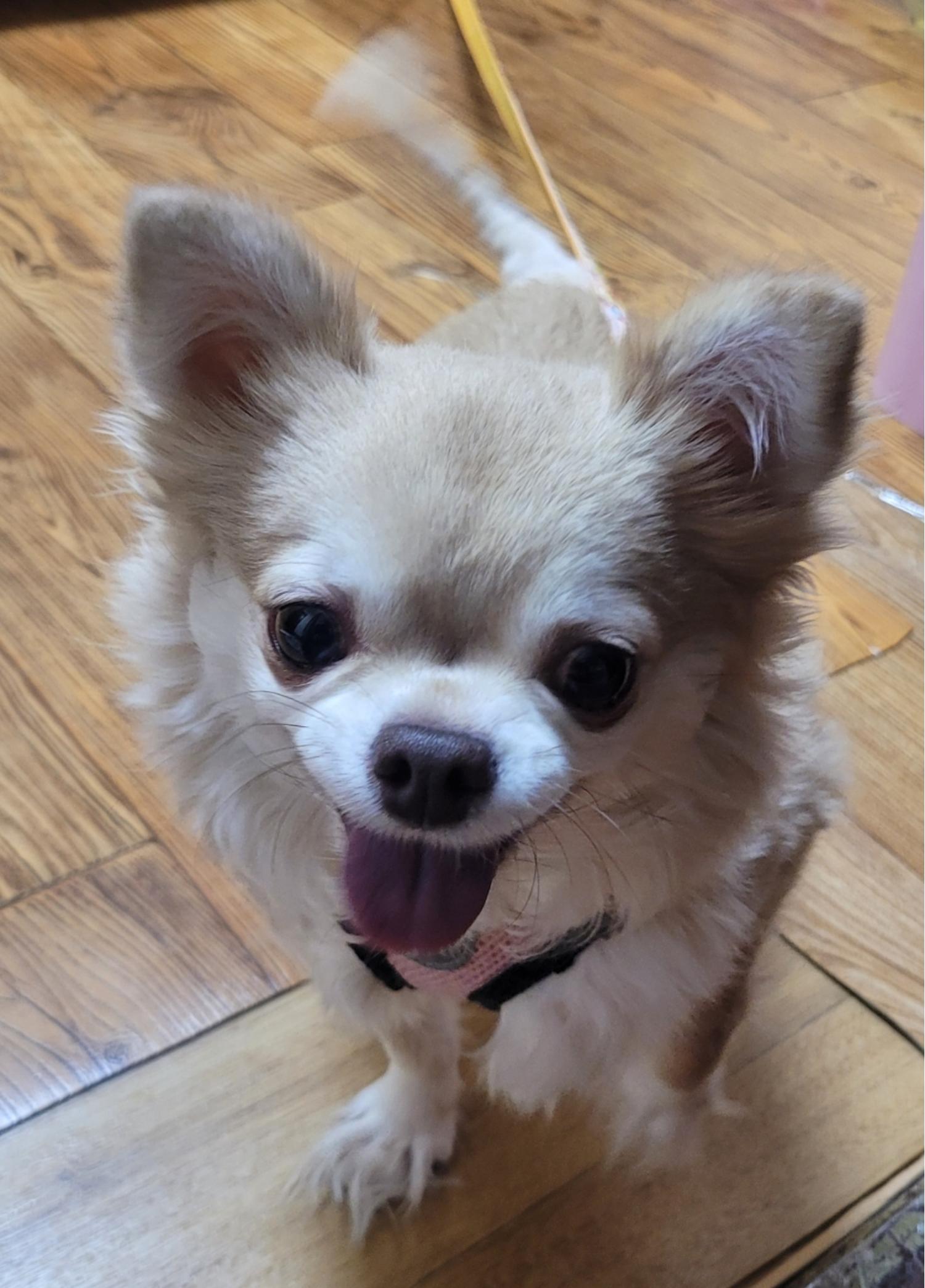 보호중 포메라니안의…