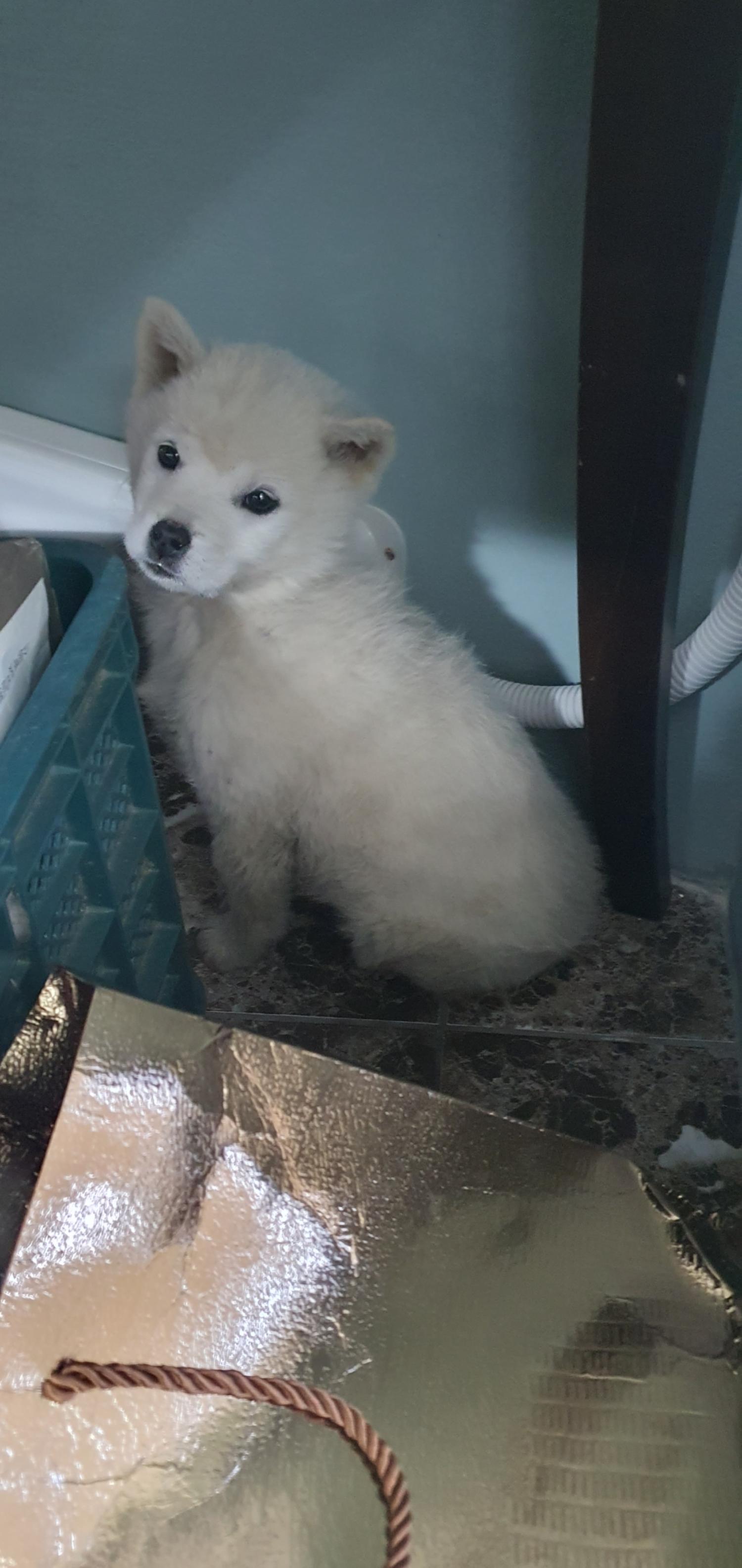 김천시 동물보호센터_447506202400026