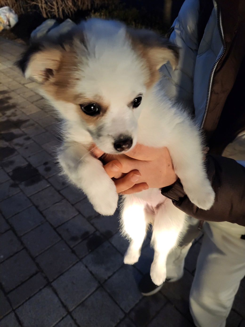 금일동물보호센터_444460202400034