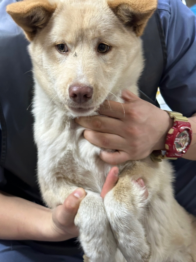 이성준동물병원_441408202400054