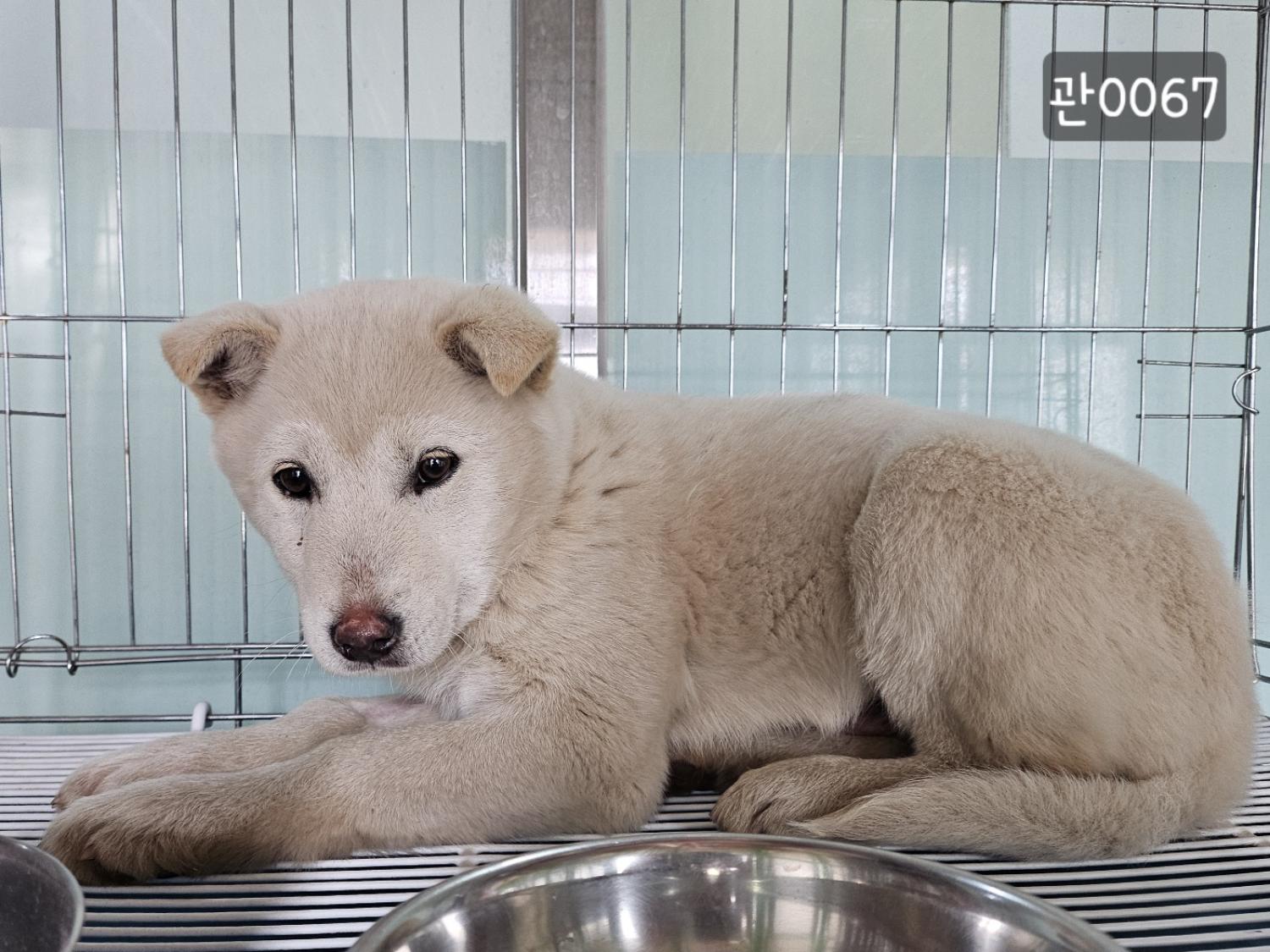 고양시동물보호센터_441394202400067
