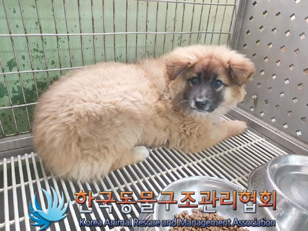 종료(안락사) 믹스…