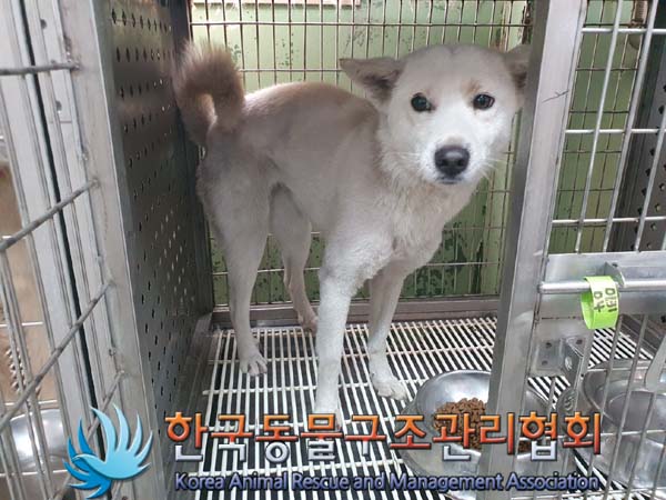 종료(안락사) 믹스…