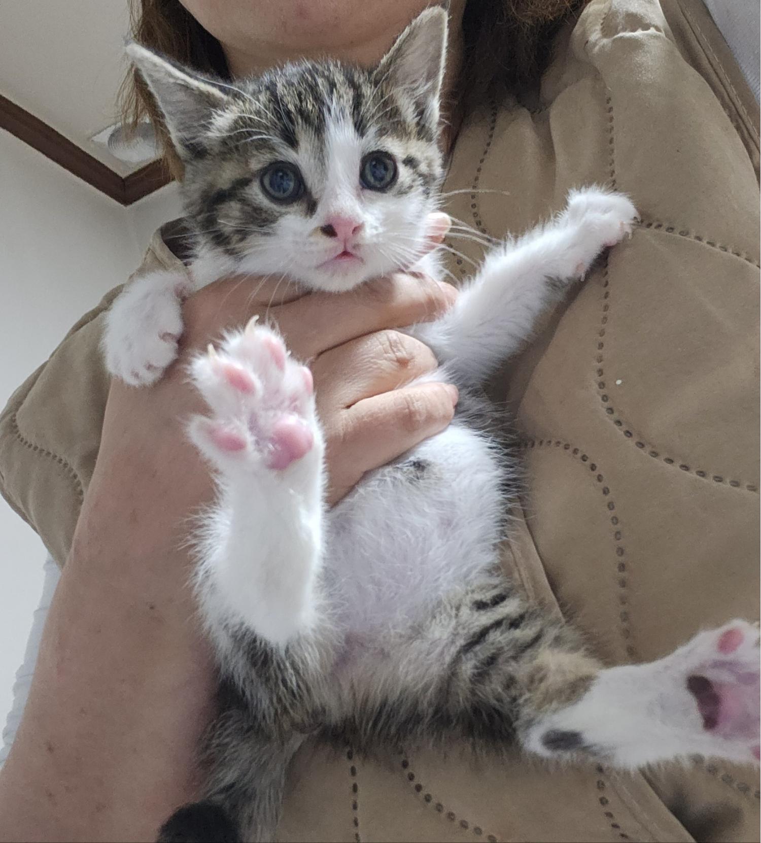울산유기동물보호센터_431372202400006