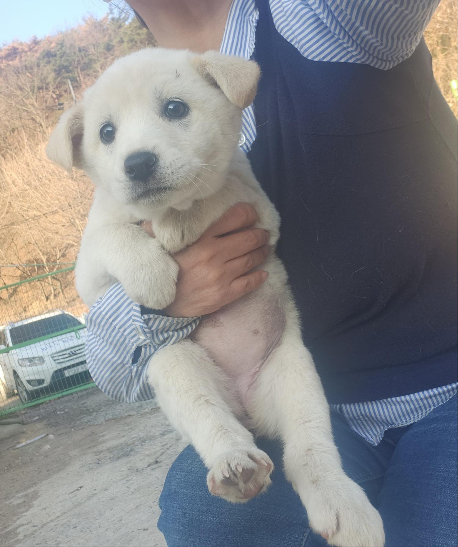 울산유기동물보호센터_431373202400056