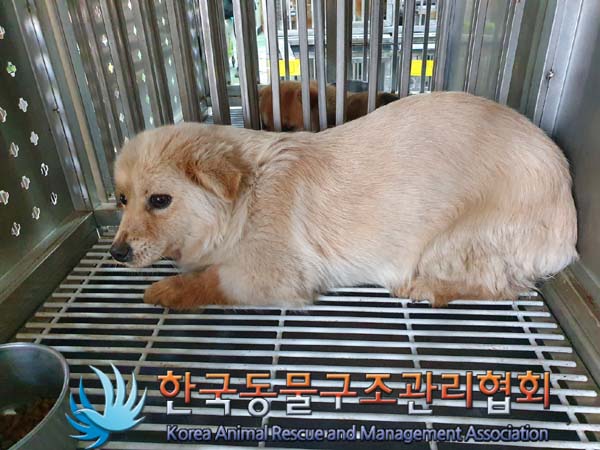 한국동물구조관리협회_441560202400076