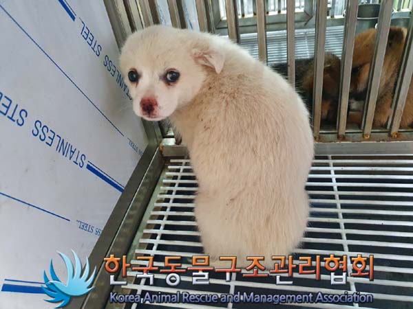 한국동물구조관리협회_441560202400078