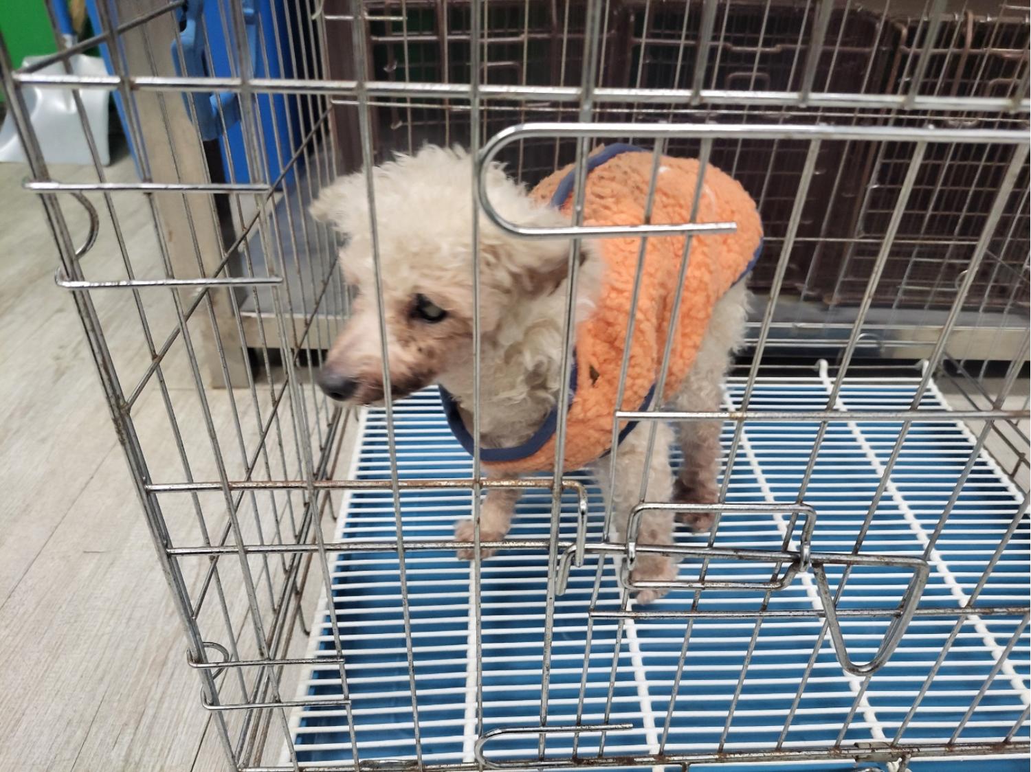 고양시동물보호센터_441394202400080