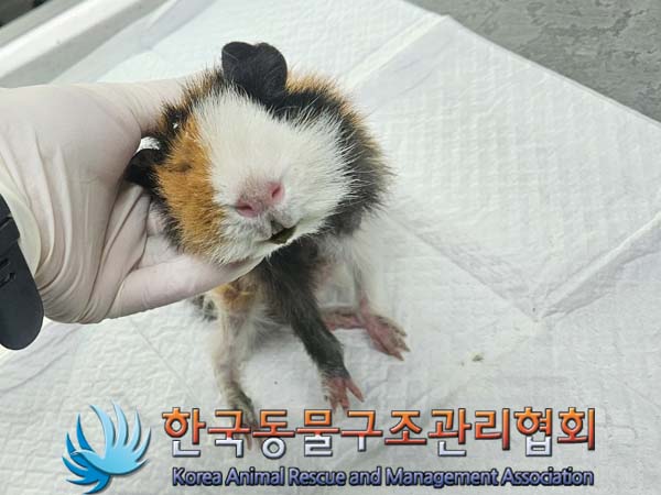 한국동물구조관리협회_411304202400006