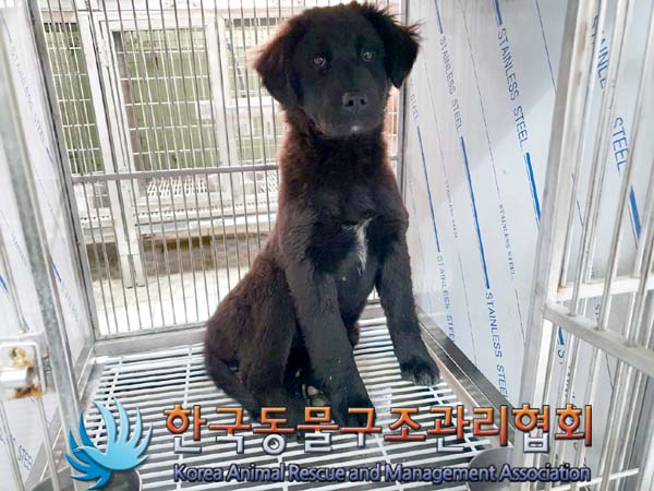 한국동물구조관리협회_441560202400085