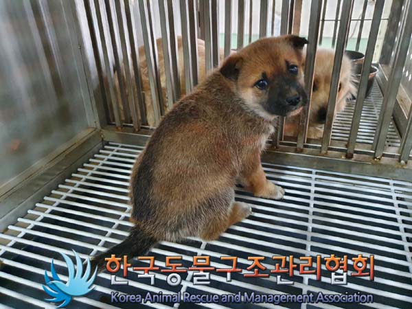 한국동물구조관리협회_441406202400149