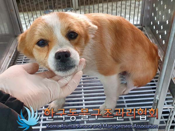 종료(입양) 믹스견…
