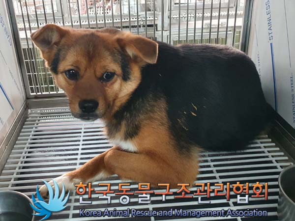 한국동물구조관리협회_441560202400082