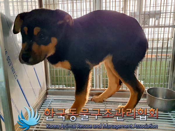 한국동물구조관리협회_441560202400089