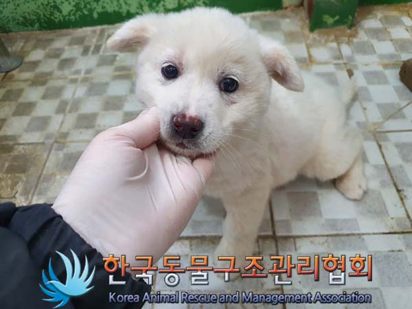 종료(안락사) 믹스…