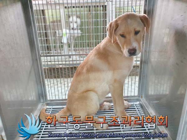 종료(안락사) 믹스…