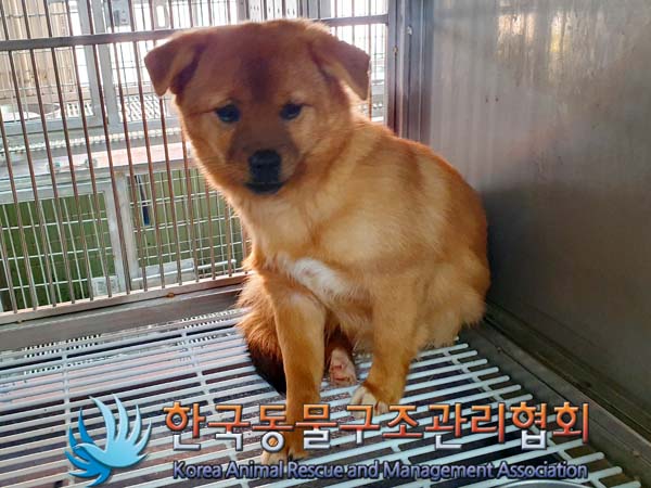 한국동물구조관리협회_441560202400081