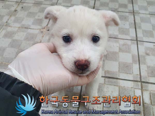 한국동물구조관리협회_441406202400140