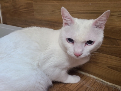 사단법인 동부_426340202400021