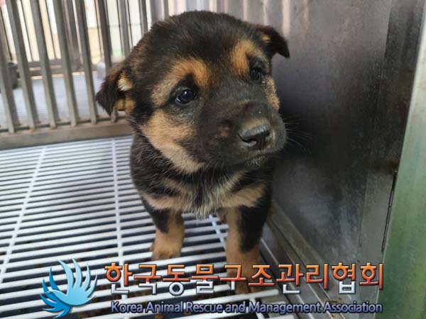 한국동물구조관리협회_441406202400146