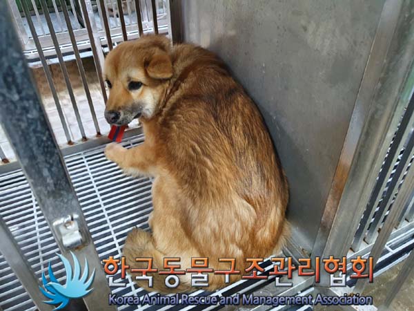 한국동물구조관리협회_441406202400143
