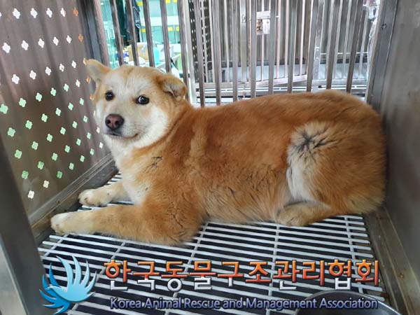 한국동물구조관리협회_441406202400141