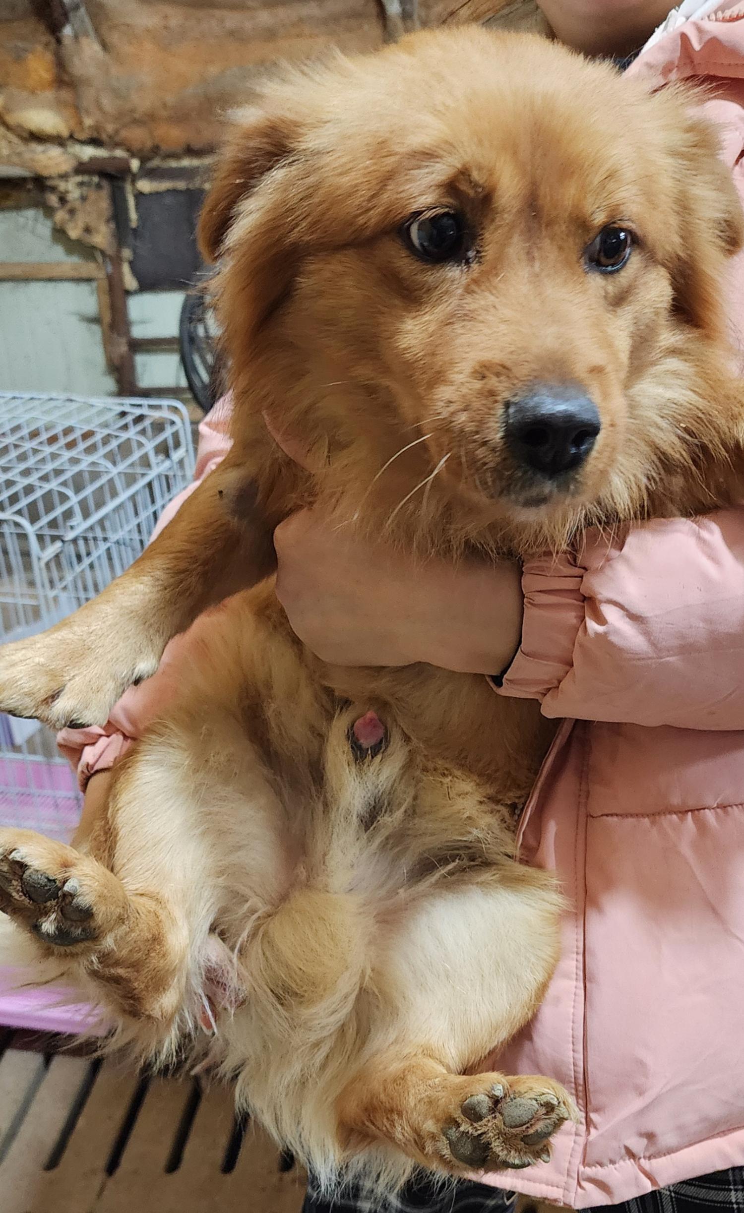 상주시 동물보호센터_447511202400032
