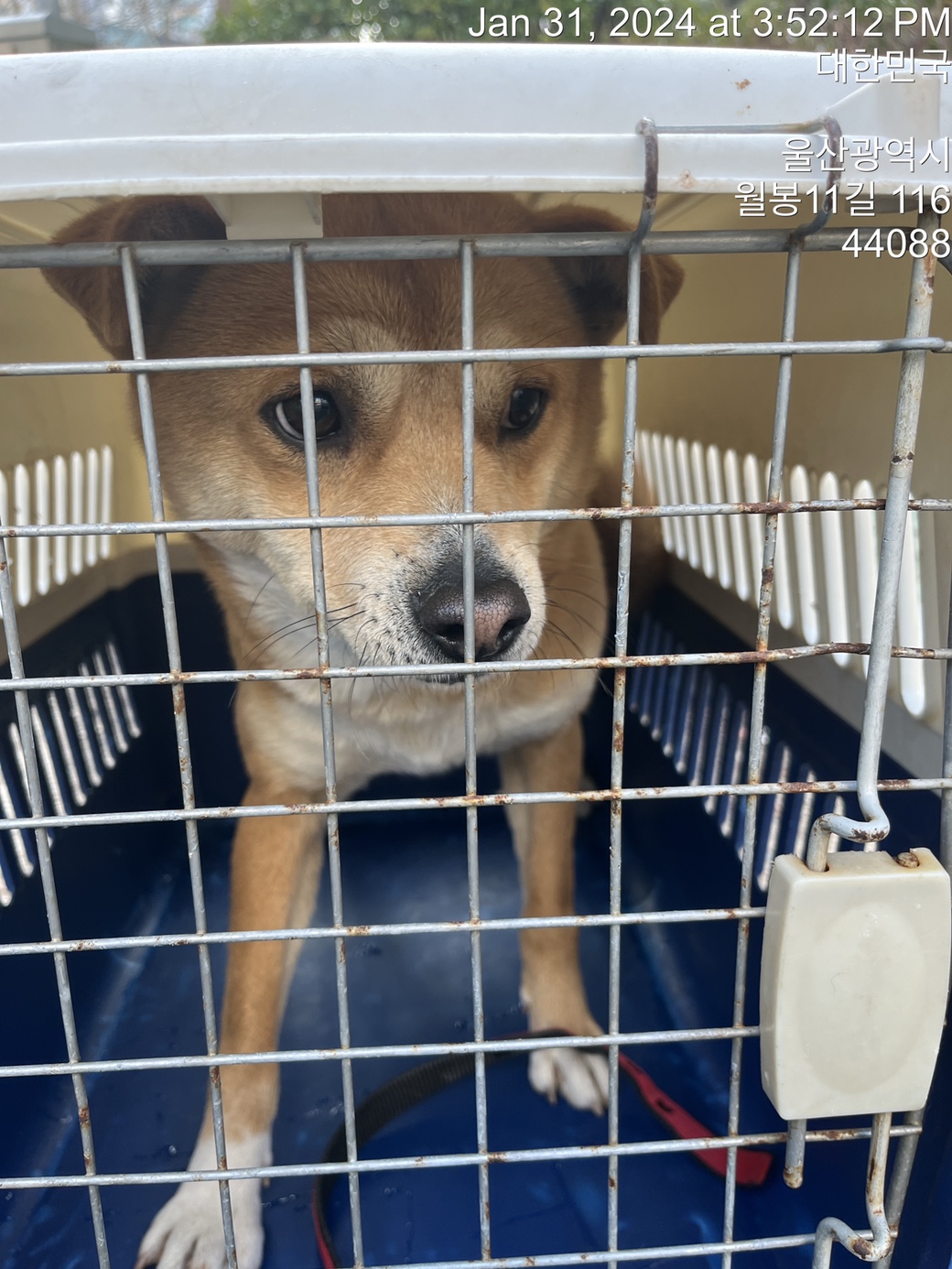 울산유기동물보호센터_431371202400043