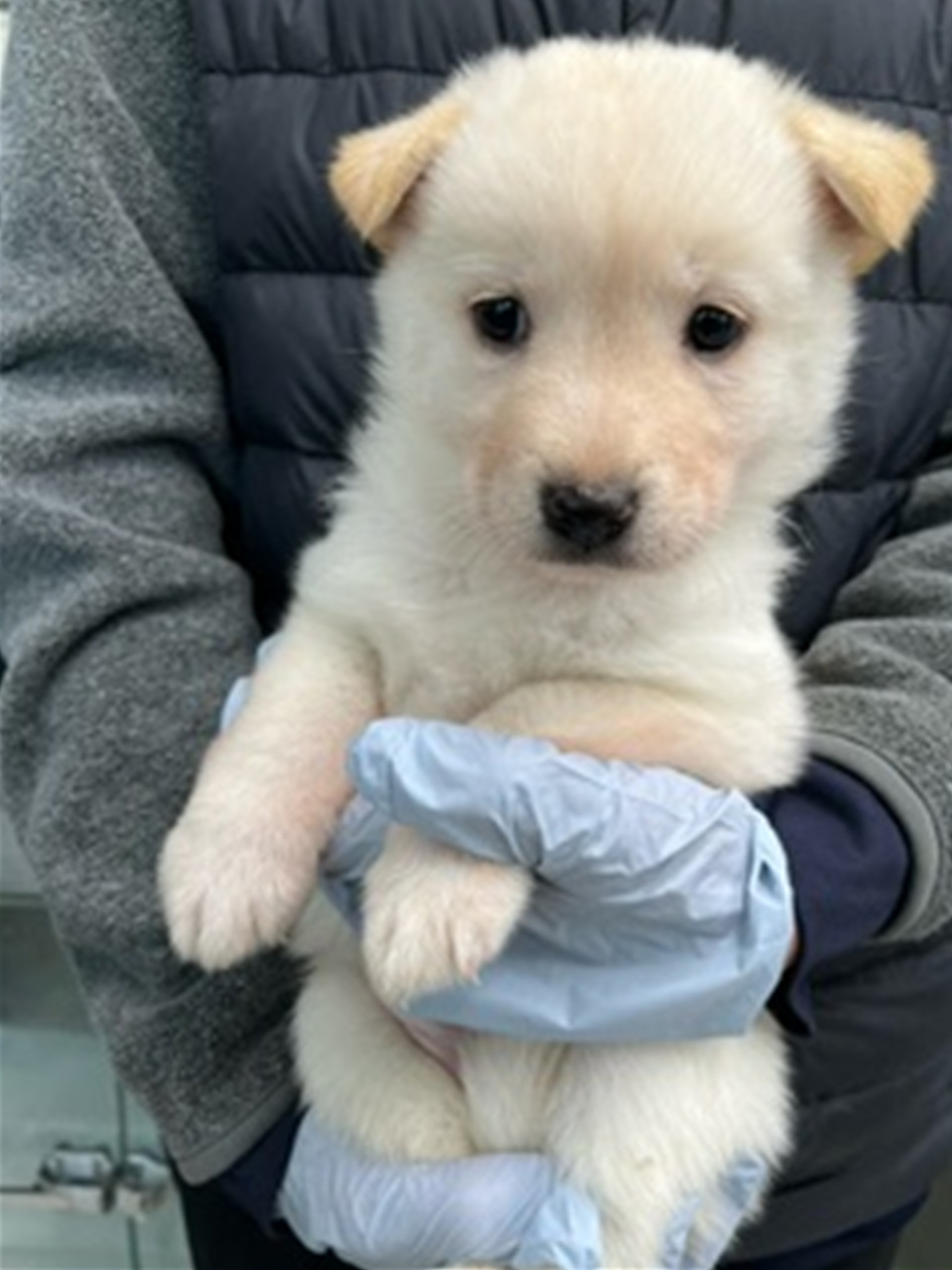 시흥동물누리보호센터_441401202400062