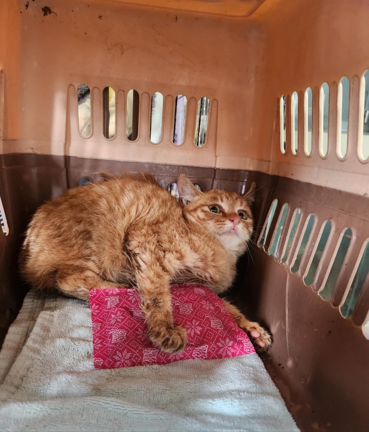 보호중 한국 고양이…