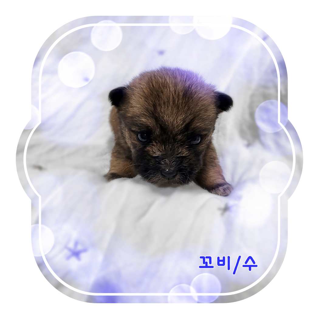 군산유기동물보호센터_445467202400157