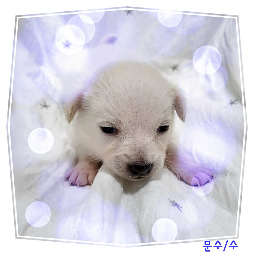 군산유기동물보호센터_445467202400152