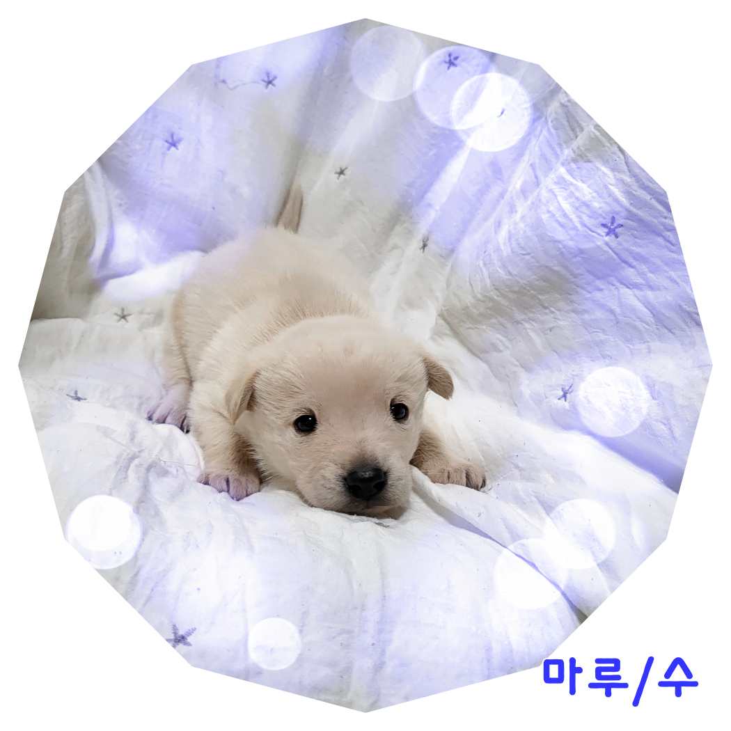 군산유기동물보호센터_445467202400150
