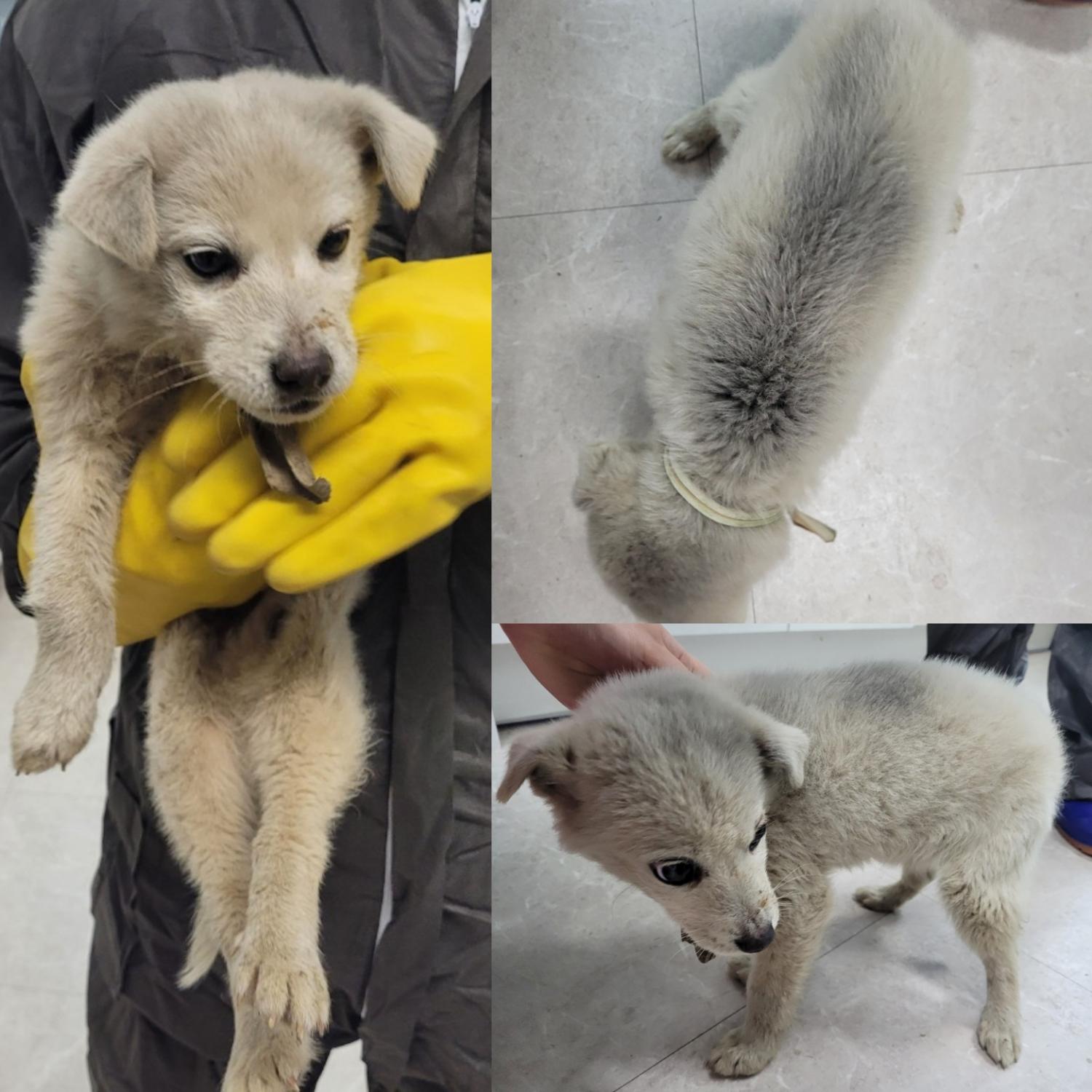 논산시 동물보호센터_444454202400091