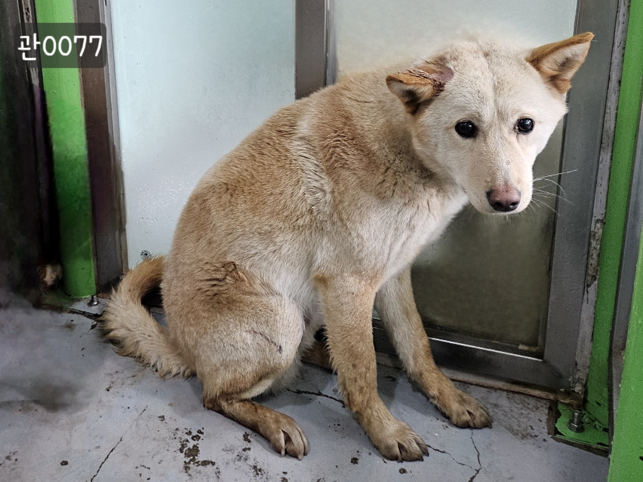 고양시동물보호센터_441394202400077