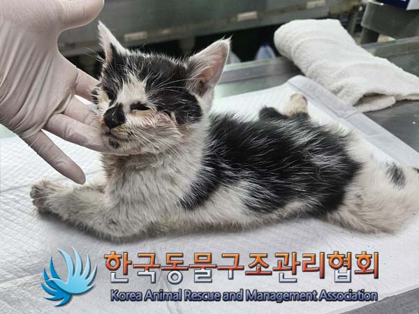한국동물구조관리협회_441559202400066