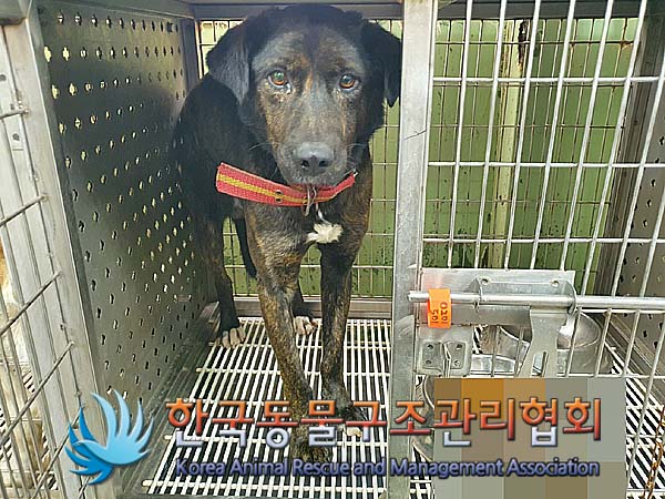한국동물구조관리협회_441406202400151