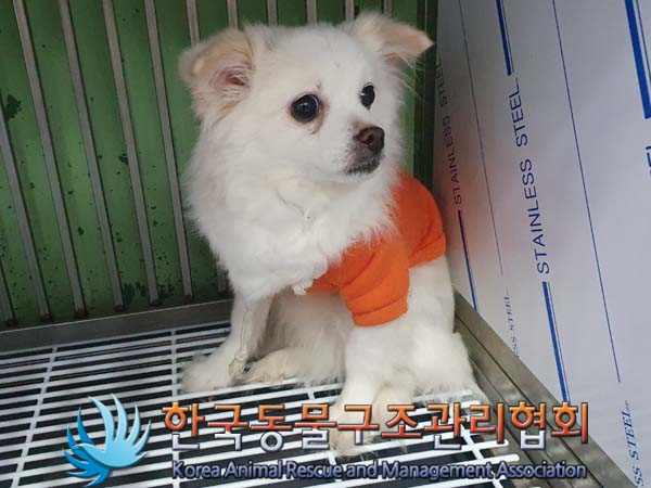 종료(반환) 믹스견…
