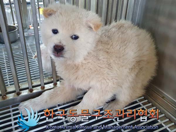 한국동물구조관리협회_441409202400133