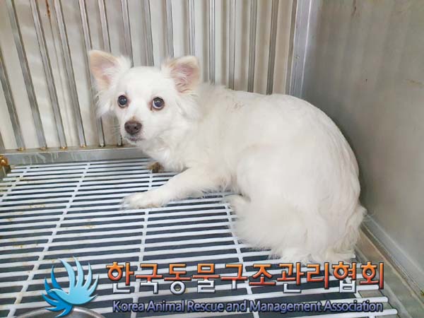 종료(반환) 믹스견…