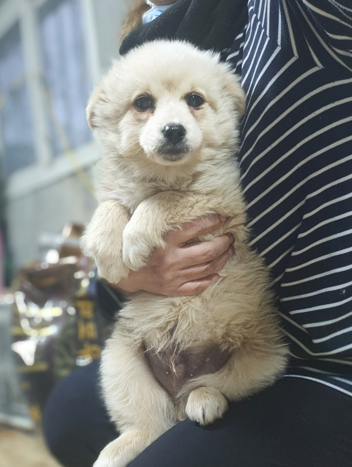 울산유기동물보호센터_431370202400036