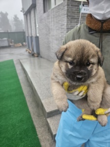 제주 동물보호센터_450650202400383