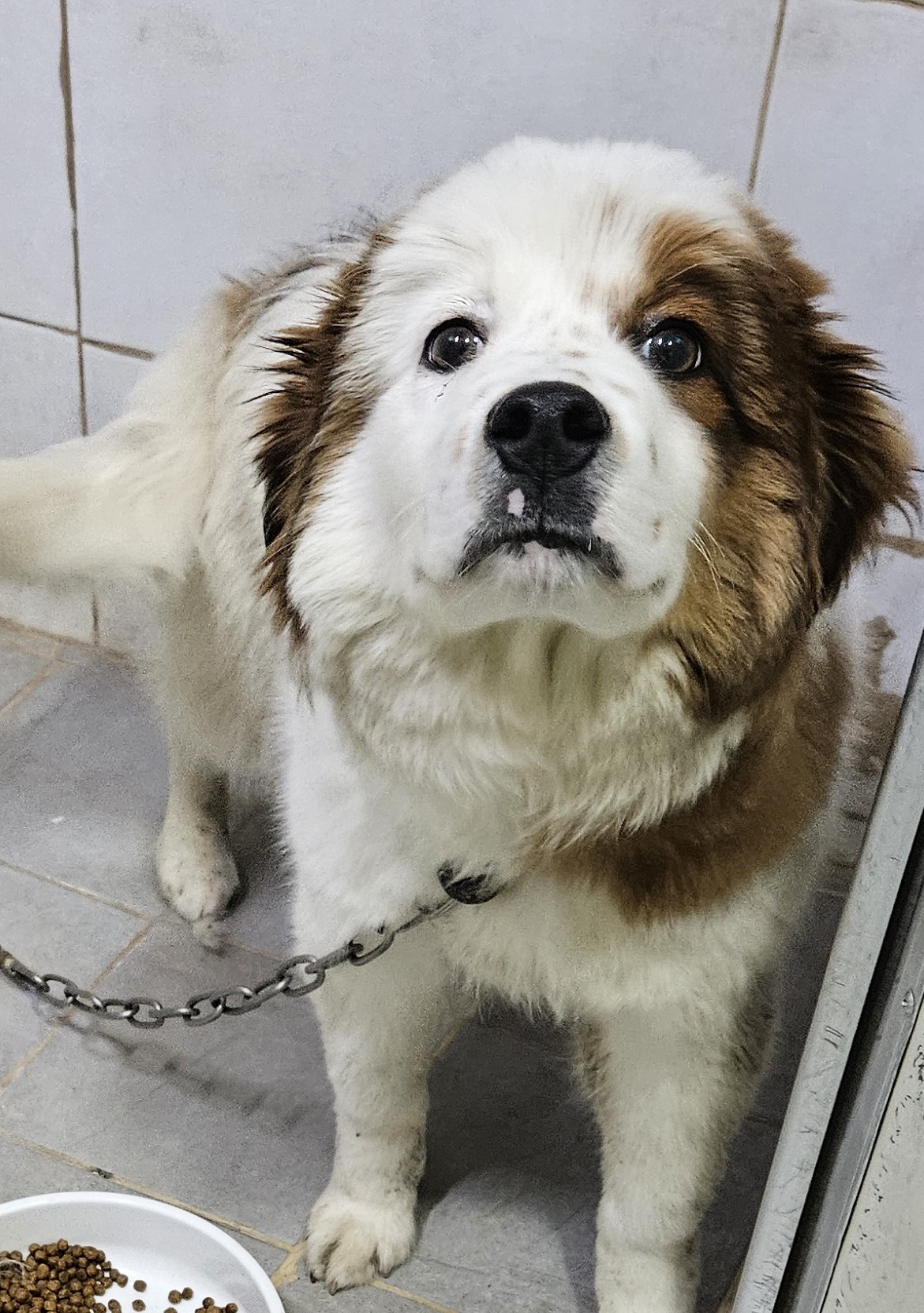 대구유기동물보호협회_427347202400019