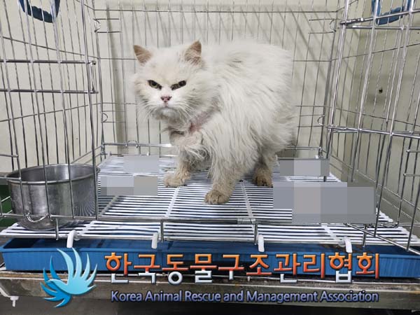 종료(입양) 페르시…