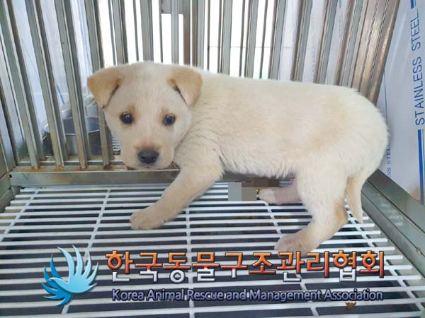 한국동물구조관리협회_441414202400055