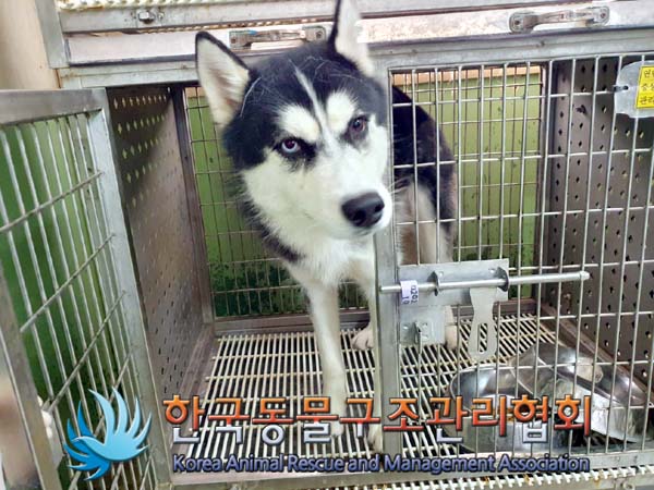 한국동물구조관리협회_411315202400019