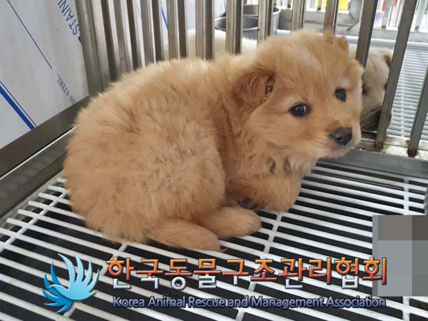 종료(입양) 믹스견…