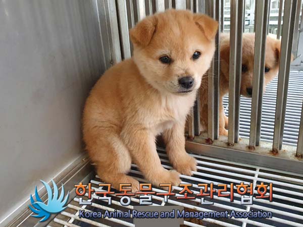 한국동물구조관리협회_441559202400068